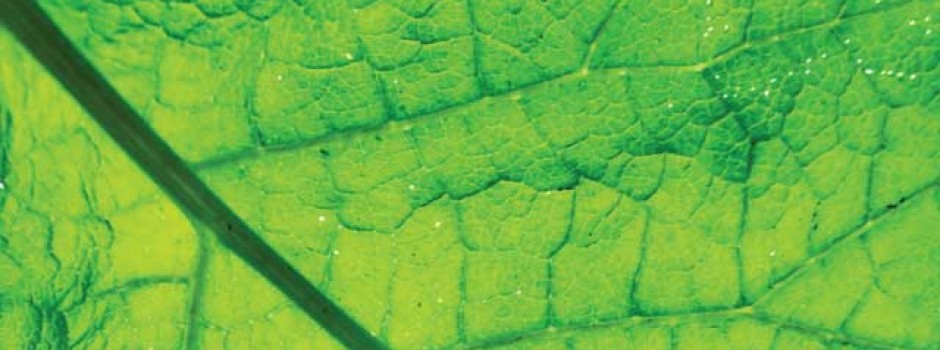 close up leaf
